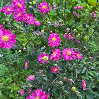 シュウメイギク,秋明菊,八重咲き秋明菊の画像