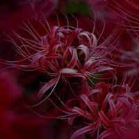 ヒガンバナ, 彼岸花,彼岸花  曼珠沙華の画像