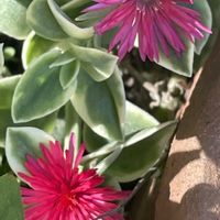 鉢植えの画像