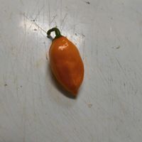 ハバネロ,GS映え,黄色いハバネロ,家庭菜園,庭の画像