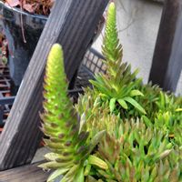 ツメレンゲ,爪蓮華,多肉植物,うれしい！,庭パトの画像