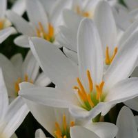 シュウメイギク,ゼフィランサス,タマスダレ,秋の花,白いお花の画像