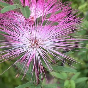 オジギソウ,スイフヨウ,ネムノキ,木曜モフモフ,木曜日は桃色の画像