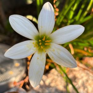 鉢植え,花壇,ガーデニング,今日のお花,自宅の画像
