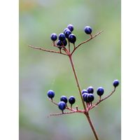 ヤブミョウガ,広い庭の画像