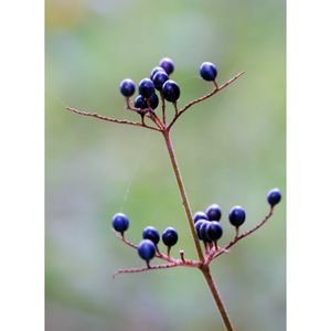 ヤブミョウガ,広い庭の画像