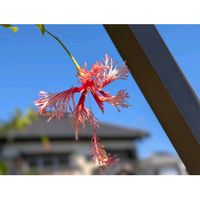 ハナミズキ,フウリンブッソウゲ,ムシトリナデシコ,アシスタシア,ヒオウギの画像