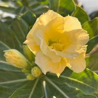 アデニウム,塊根植物,オソロでトキメキ,２０２５年同期の画像