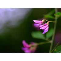ハギ,広い庭の画像