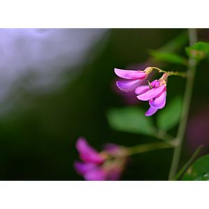 ハギ,広い庭の画像