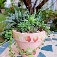 グリーンネックレス,ハオルチア,エンジェルティアーズ錦,アロエ綾錦,多肉植物の画像