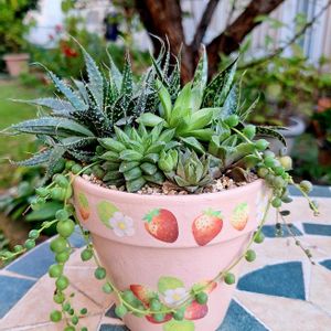 グリーンネックレス,ハオルチア,エンジェルティアーズ錦,アロエ綾錦,多肉植物の画像