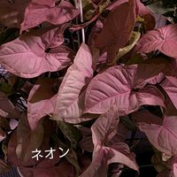 シンゴニウム,観葉植物の画像