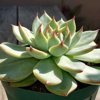 火祭り,桃太郎,プロリフェラ錦,多肉植物,多肉初心者の画像