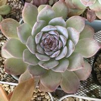 グリーンネックレス,多肉植物,植物のある暮らし,多肉植物のある暮らし,みどりのある暮らしの画像