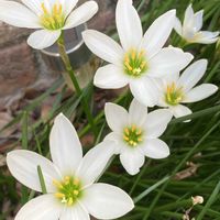 ゼフィランサス,タマスダレ,白い花,ピンクの花,黄色の花の画像