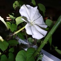 ヨルガオ,夜のお花見　ハジーの画像