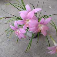 玄関アプローチの画像