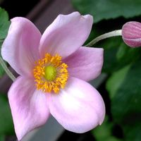 シュウメイギク,秋明菊(しゅうめいぎく),ピンクの花,桃色の花,木曜日は桃色の画像