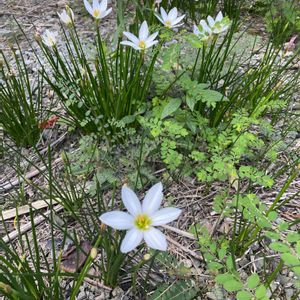 タマスダレ,開花,白い花,犬とお散歩,緑が好きの画像