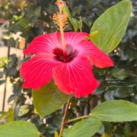 ハイビスカス,ピンクの花,ピンクのお花,キュンキュン乙女倶楽部,GSミニモニ。の画像