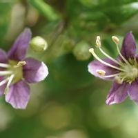 クコ,クコ,チャバネセセリ,クコのお花,クコのお花の画像