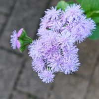 アゲラタム,花散歩,花のある暮らし,植物のある暮らし,植中毒の画像