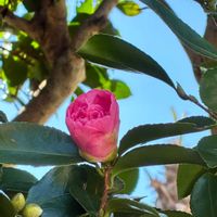 サザンカ,サザンカ,かわいい,癒し,通り道の画像