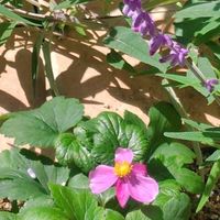 コスモス,アメジストセージ,秋明菊の画像