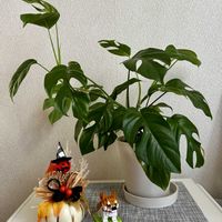 ドラセナ,ポトス,姫モンステラ,多肉植物,観葉植物の画像