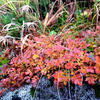 赤いそばの花♪♪,植中毒,植物好き,千畳敷カールの画像