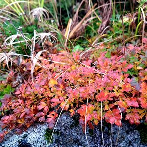 赤いそばの花♪♪,植中毒,植物好き,千畳敷カールの画像