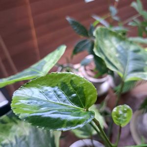 ポリシャス・フリスビー,成長記録,植中毒,植物好き,リビング・ダイニングの画像