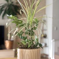 ワイヤープランツ,コンシンネ,アイビー,寄せ植え,成長記録の画像