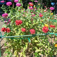ジニア（百日草）の画像
