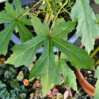 オクラ,多年草または一年草,平和の祈り,アオイ科トロロアオイ属,8日は葉っぱの発表会の画像