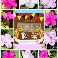 オシロイバナ,癒し,素敵,か〜わい〜,㊗️じゅんさん6000picの画像
