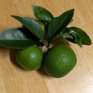 ライム,柚子,柑橘系,すだち,かぼすの画像