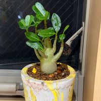 アデニウム,アデニウム,多肉植物,塊根植物の画像
