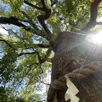 ランタナ,大樟,樟木,樟,新熊野神社の画像