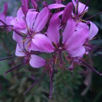 クレオメ,PW クレオメ　セニョリータ　ロザリータ,花のある暮らし,モニター,PRの画像