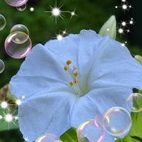 オシロイバナ,繋がりに感謝✨,バラと夢CLUB,オシロイバナ愛好家友の会,㊗️お祝いお花の画像