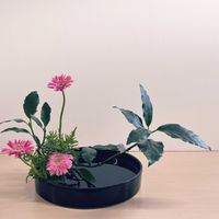 アオキ,ガーベラ,ソリダコ．,青木,アオキ(青木)の画像