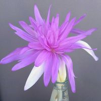 コルチカム,八重咲き,花のある暮らし,ピンクワールド,SDGsの画像