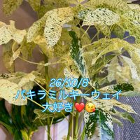 アンスリウム,パキラ,モンステラ,フィロデンドロン,モンステラ デリシオーサの画像