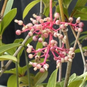 温室,ピンク,百合が原公園,お出かけ先の画像