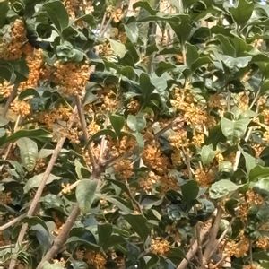 温室,オレンジ,百合が原公園,お出かけ先の画像