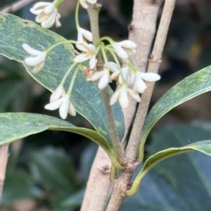 温室,ホワイト,百合が原公園,お出かけ先の画像