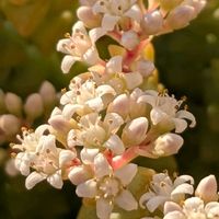 小米星,多肉植物,クラッスラ属,多肉植物の花,花のある暮らしの画像