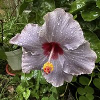 ハイビスカス,ハイビスカス K-ブルー,大輪,南国植物,Kays_gardenの画像